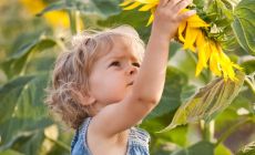 little girl looking at sunflower